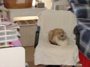 Pasha: The Beloved Ragdoll Cat Bringing Joy to Our Family