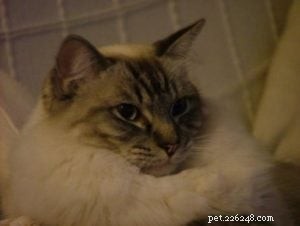 Pasha: The Beloved Ragdoll Cat Bringing Joy to Our Family