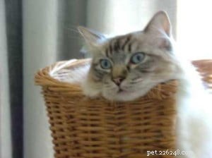 Pasha: The Beloved Ragdoll Cat Bringing Joy to Our Family