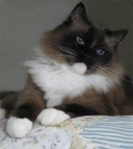 Meet Kidd: The Ragdoll of the Week – A Gentle Companion