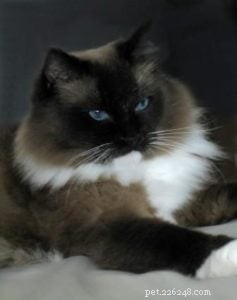 Meet Kidd: The Ragdoll of the Week – A Gentle Companion