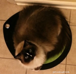 Choosing the Right Cat Bed: Placement Is Key to Their Comfort