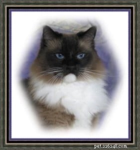Meet Kidd: The Ragdoll of the Week – A Gentle Companion