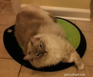 Choosing the Right Cat Bed: Placement Is Key to Their Comfort