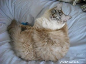 Pasha: The Beloved Ragdoll Cat Bringing Joy to Our Family