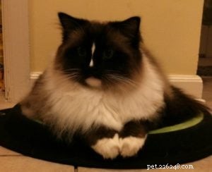 Choosing the Right Cat Bed: Placement Is Key to Their Comfort