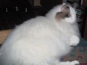 Moby: The Heartwarming Story of a Rescued Ragdoll Cat