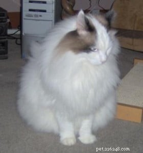 Moby: The Heartwarming Story of a Rescued Ragdoll Cat