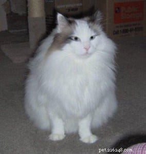 Moby: The Heartwarming Story of a Rescued Ragdoll Cat