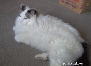 Moby: The Heartwarming Story of a Rescued Ragdoll Cat