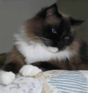 Meet Kidd: The Ragdoll of the Week – A Gentle Companion