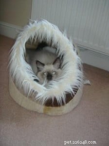 Meet Ted: Why Ragdolls Are the Ideal Family Cat
