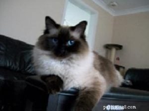 Meet Ted: Why Ragdolls Are the Ideal Family Cat