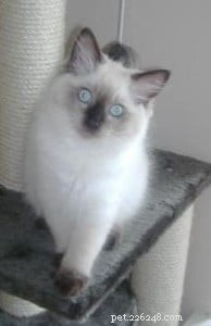 Meet Ted: Why Ragdolls Are the Ideal Family Cat