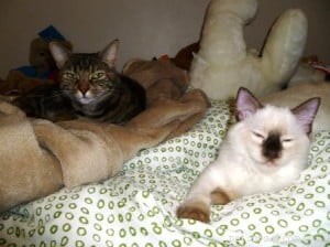 Meet Dante: The Adorable Ragdoll Cat of the Week