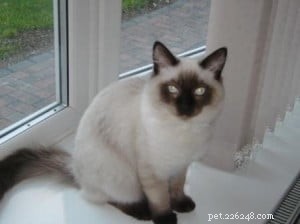 Meet Ted: Why Ragdolls Are the Ideal Family Cat