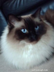 Meet Ted: Why Ragdolls Are the Ideal Family Cat