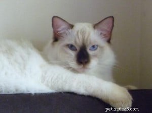 Meet Dante: The Adorable Ragdoll Cat of the Week