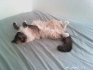 Meet Fang: The Ragdoll Cat of the Week