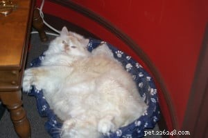 Meet Fang: The Ragdoll Cat of the Week