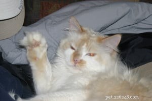 Meet Gabby: The Adorable White Ragdoll Cat of the Week