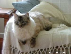 Ragdoll Color Mystery: Tabby or Lynx? Expert Insights from Australian Cattery