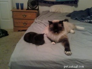 Meet Fang: The Ragdoll Cat of the Week