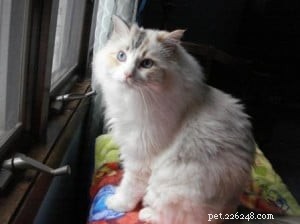 Meet Snuggler: The Chocolate‑Banged Ragdoll of the Week