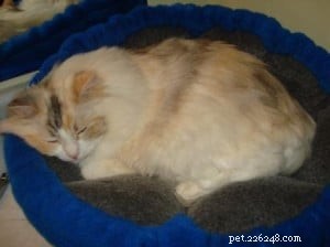 Meet Snuggler: The Chocolate‑Banged Ragdoll of the Week