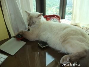 Ragdoll Cat Color Loss: Updated Case Study & Insights