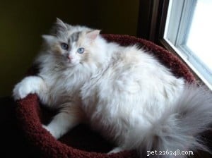 Meet Snuggler: The Chocolate‑Banged Ragdoll of the Week