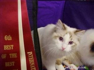 Meet Snuggler: The Chocolate‑Banged Ragdoll of the Week
