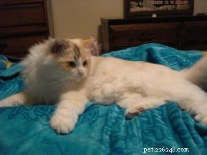 Meet Snuggler: The Chocolate‑Banged Ragdoll of the Week