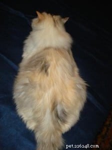 Meet Snuggler: The Chocolate‑Banged Ragdoll of the Week