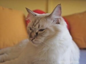 Ragdoll Cat Color Loss: Updated Case Study & Insights