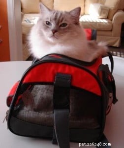 Celebrating Trigg’s One-Year Anniversary: A Heartfelt Journey
