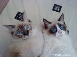 Meet Chiko, Roman, Ari: This Week’s Featured Ragdoll Cats