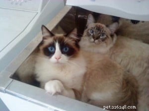 Meet Chiko, Roman, Ari: This Week’s Featured Ragdoll Cats