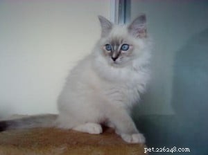 Meet Chiko, Roman, Ari: This Week’s Featured Ragdoll Cats
