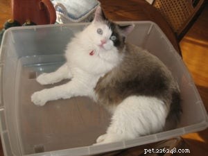 Sneakers: Spotlight on Our Beloved Ragdoll Cat