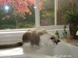 Sneakers: Spotlight on Our Beloved Ragdoll Cat