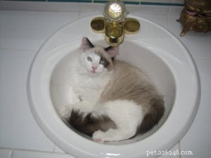 Sneakers: Spotlight on Our Beloved Ragdoll Cat