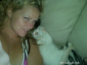 Meet Chiggins: The Adorable Cream Point Ragdoll with Indigo Eyes