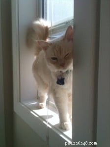 Meet Chiggins: The Adorable Cream Point Ragdoll with Indigo Eyes