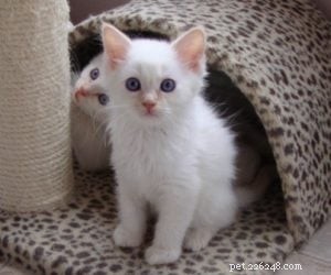 Meet Chiggins: The Adorable Cream Point Ragdoll with Indigo Eyes