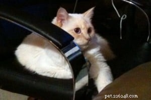 Meet Chiggins: The Adorable Cream Point Ragdoll with Indigo Eyes