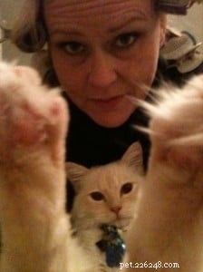Meet Chiggins: The Adorable Cream Point Ragdoll with Indigo Eyes