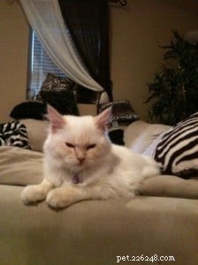 Meet Chiggins: The Adorable Cream Point Ragdoll with Indigo Eyes