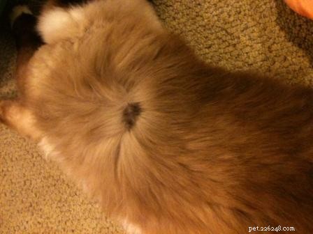 Is Charlie s Fur Spot a Birthmark? Expert Tips for Identifying Cat Birthmarks