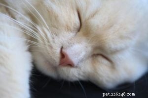 Meet Mister Milk & Doctor Zulu: Premium Ragdolls from Furreal Ragdolls